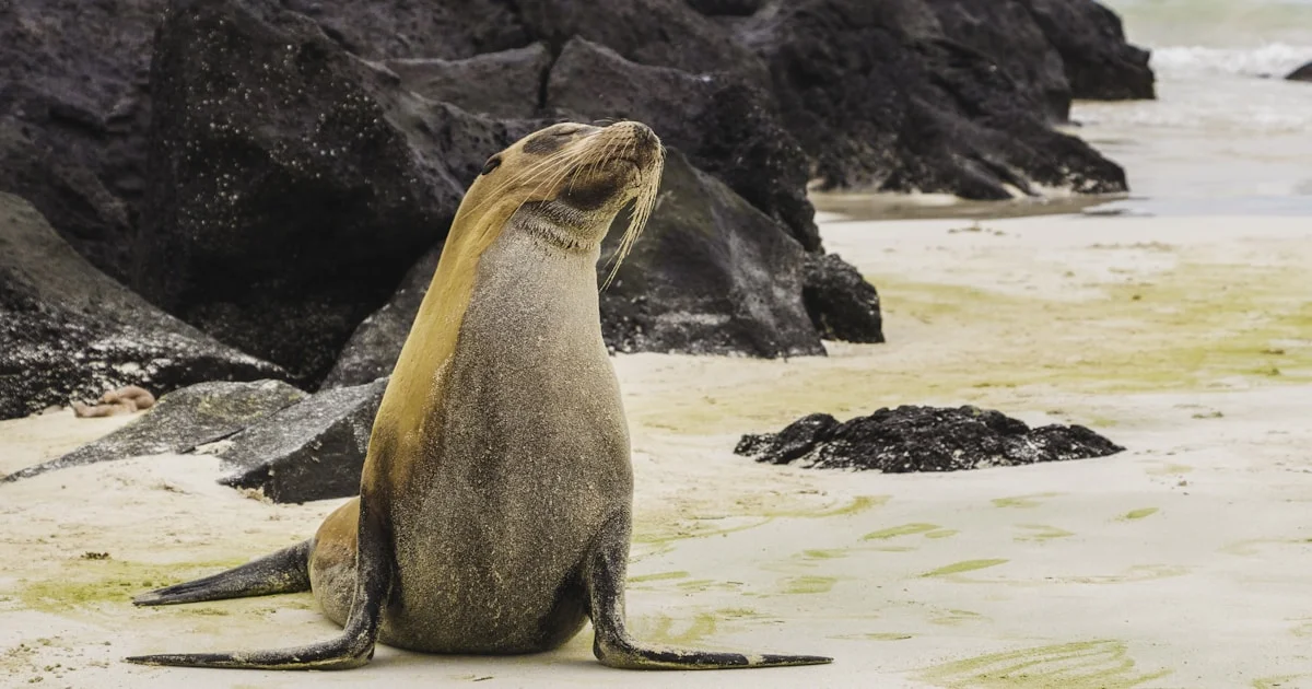 Galápagos-Seelöwe am Strand – Motiv einer Galápagos-Kreuzfahrt